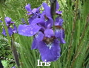 Iris