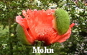 Mohn