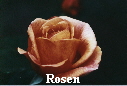 Rosen